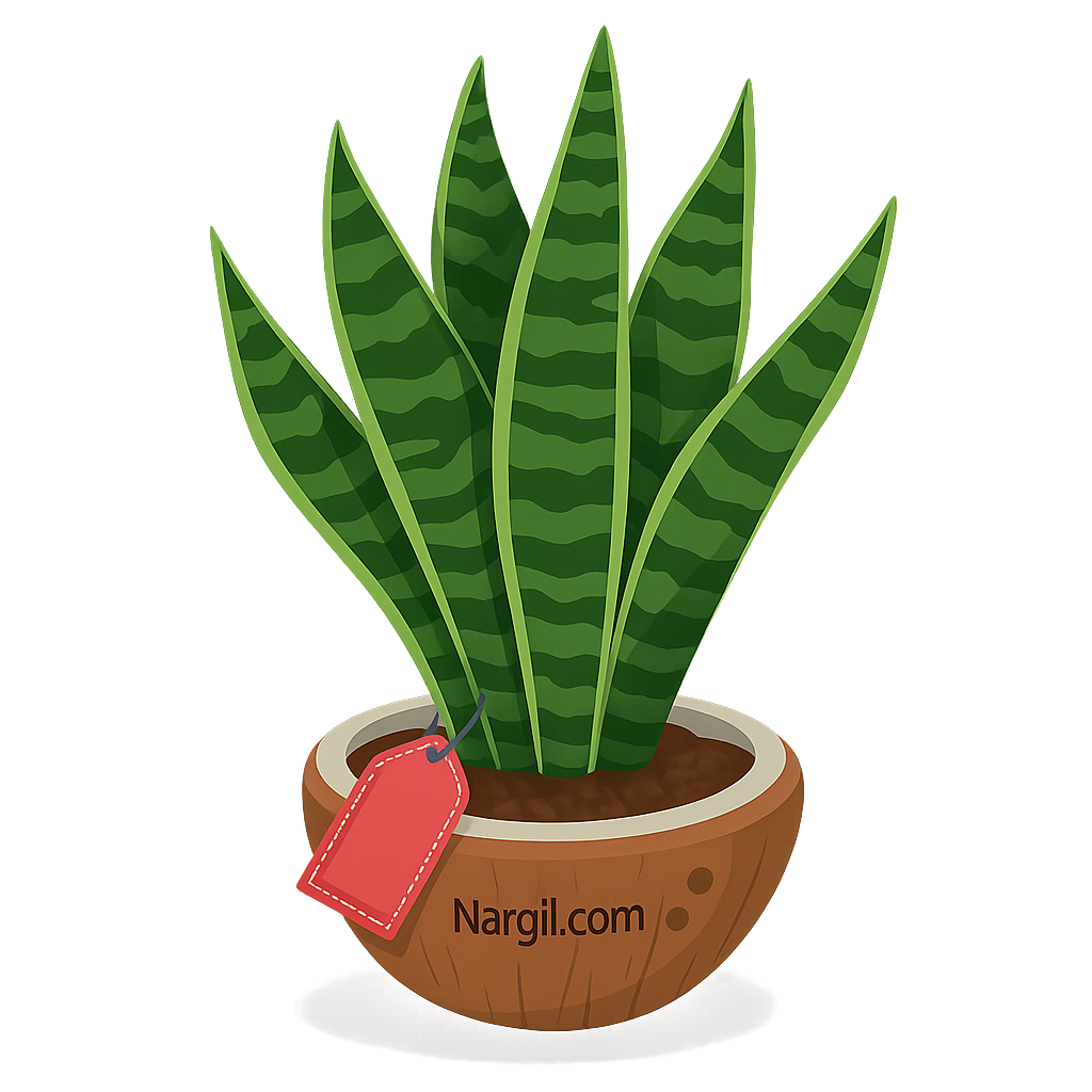 Nargil_Sansevieria trifasciata Robusta